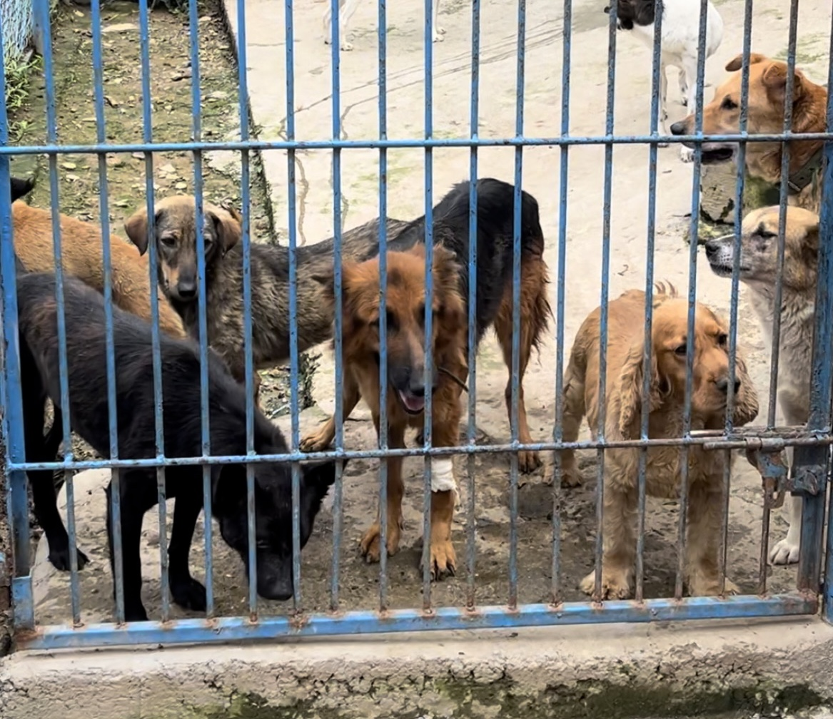 Sicily by T’s x Animal Care Nepal: Healing paws and sharing love